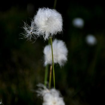 Fleur blanche appelée linaigrette des Vosges