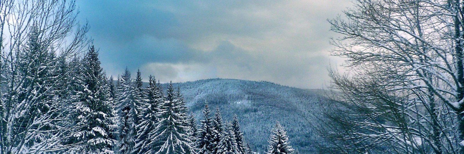 les Vosges sous la neige, sapins à l'horizon